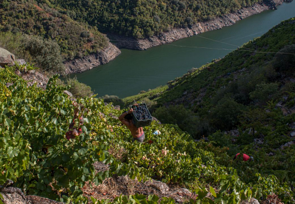 denominación de origen ribeiro a