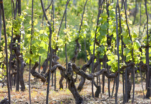 denominación de origen ribeiro c