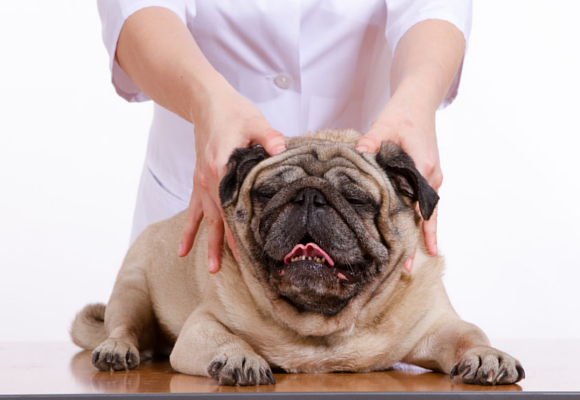 Los perros de Mariah Carey