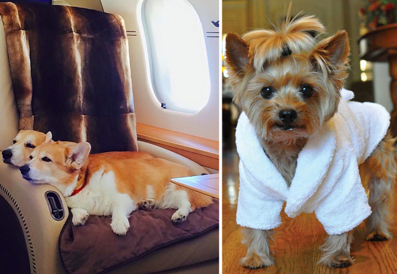 Los perros de Mariah Carey