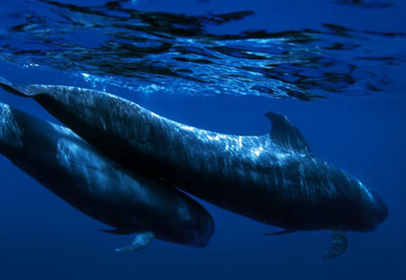 ballenas