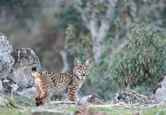 lince