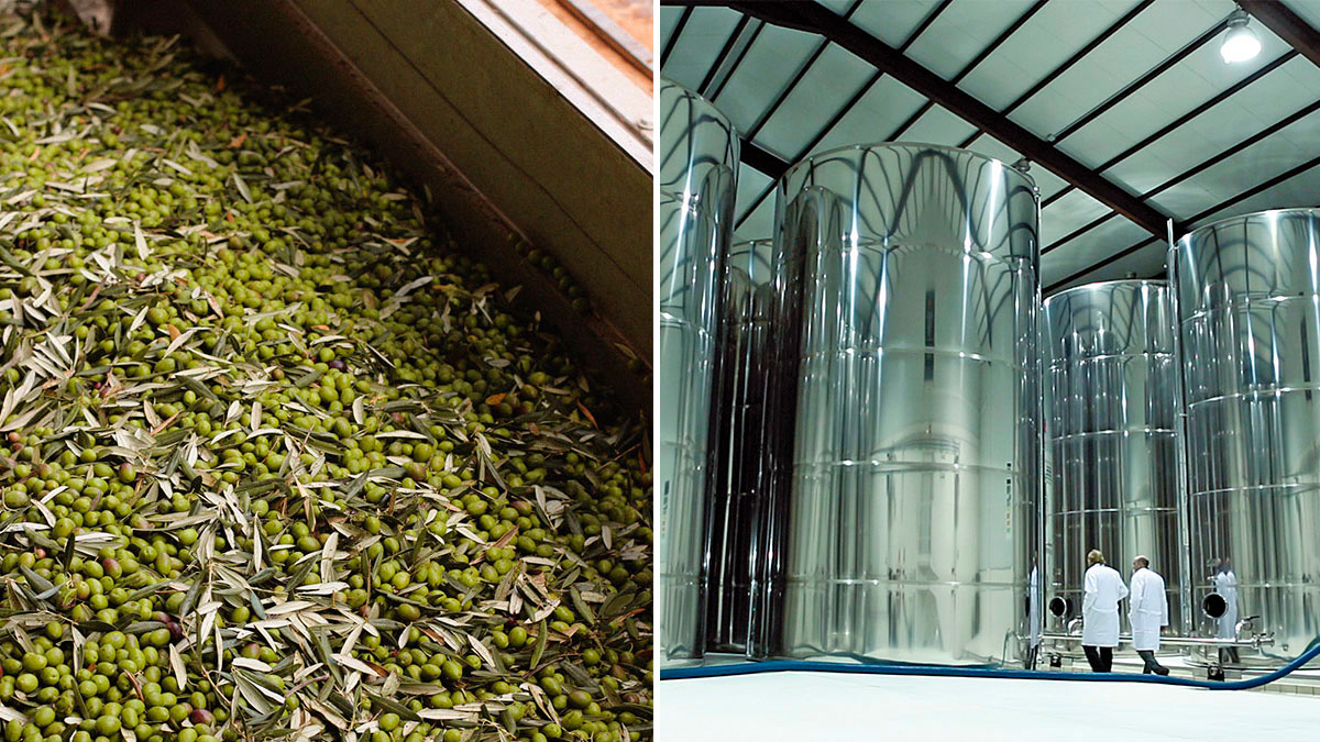 palacio de los olivos