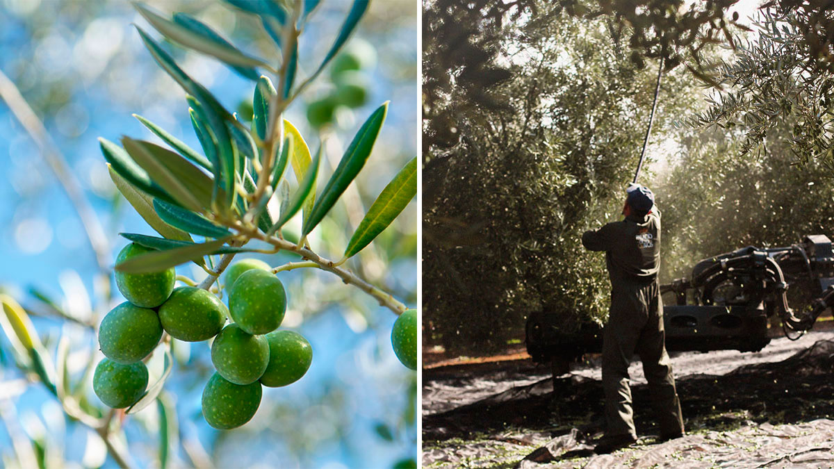 palacio de los olivos