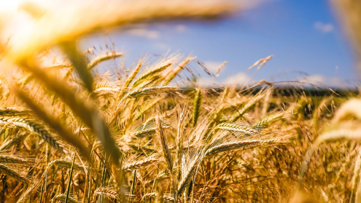campo agricultura cereal