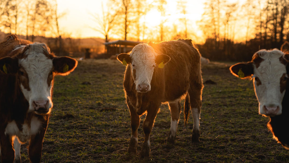 ganaderia vacas campo