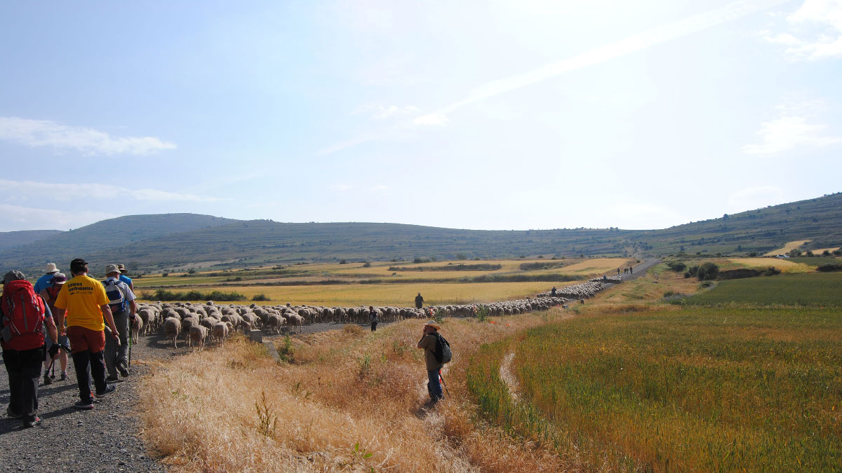 trashumancia