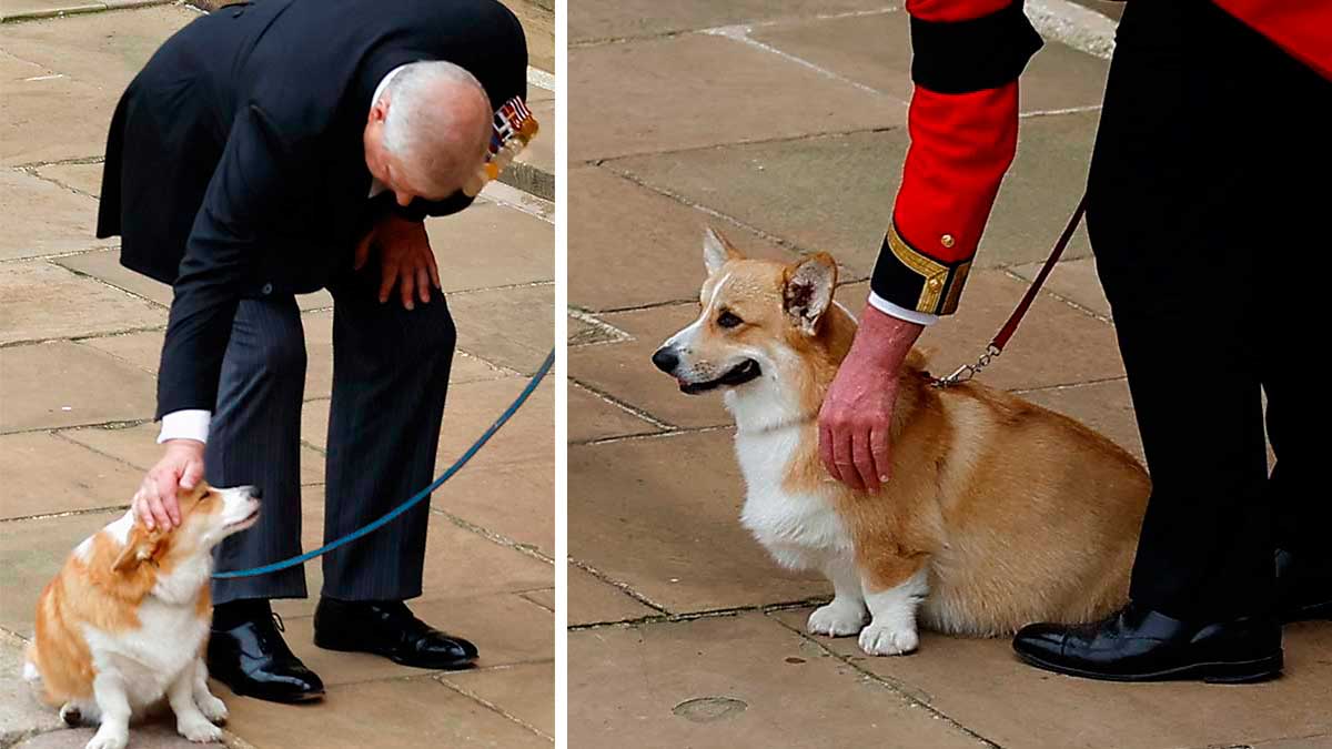 Corgis Isabel II