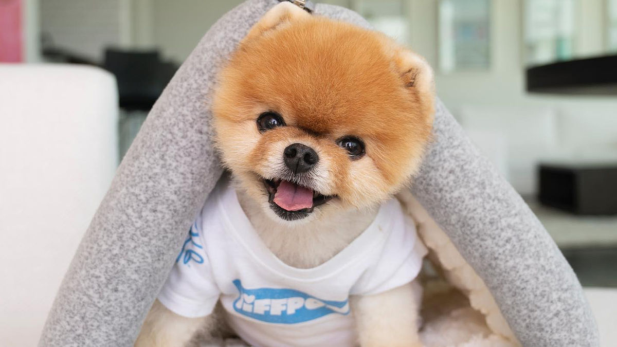 (Foto: Jiffpom Instagram)