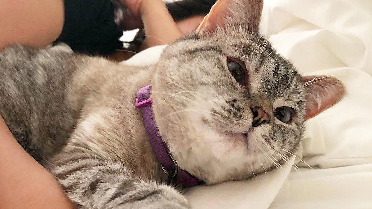 (Foto: Nala Cat Instagram)