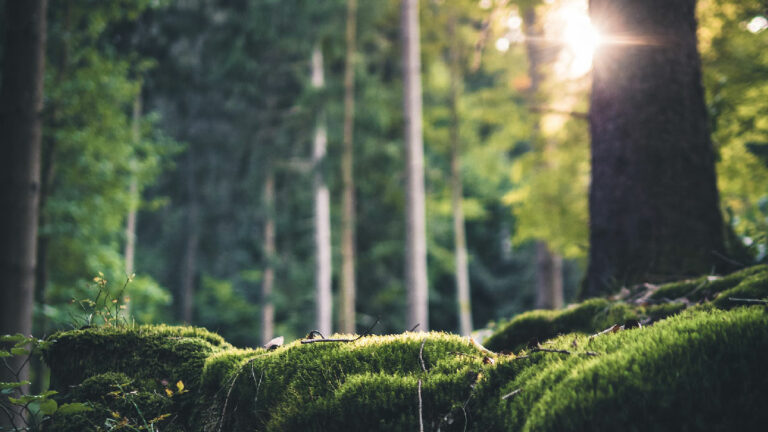 naturaleza bosque selva negra