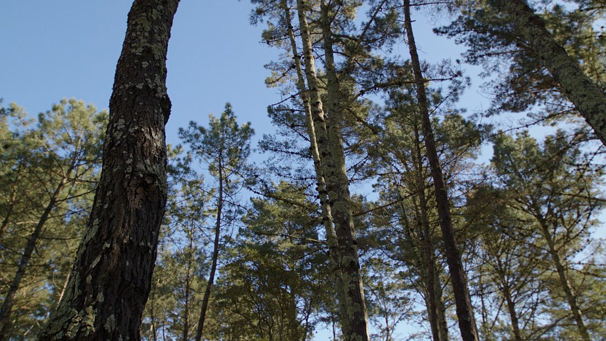 Bosque Naturgy (Foto: Naturgy)