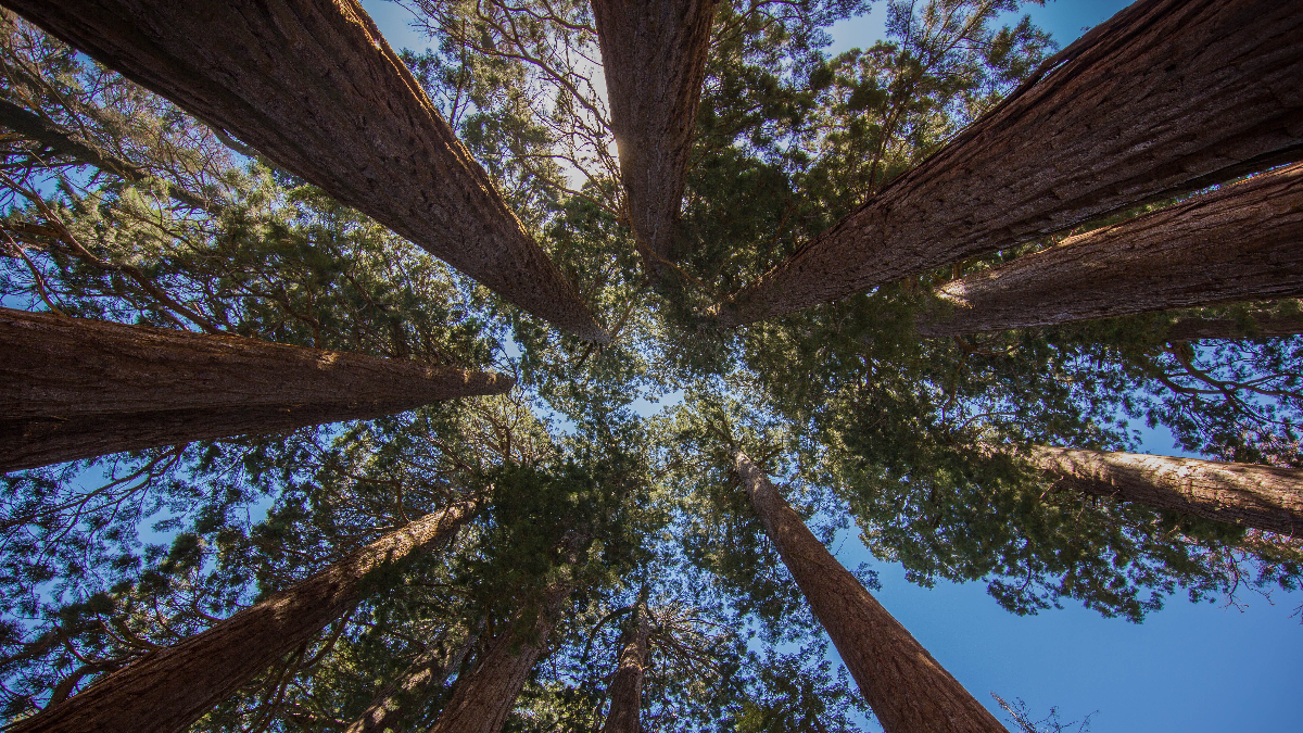 Bosque Naturgy (Foto: Piqsels)