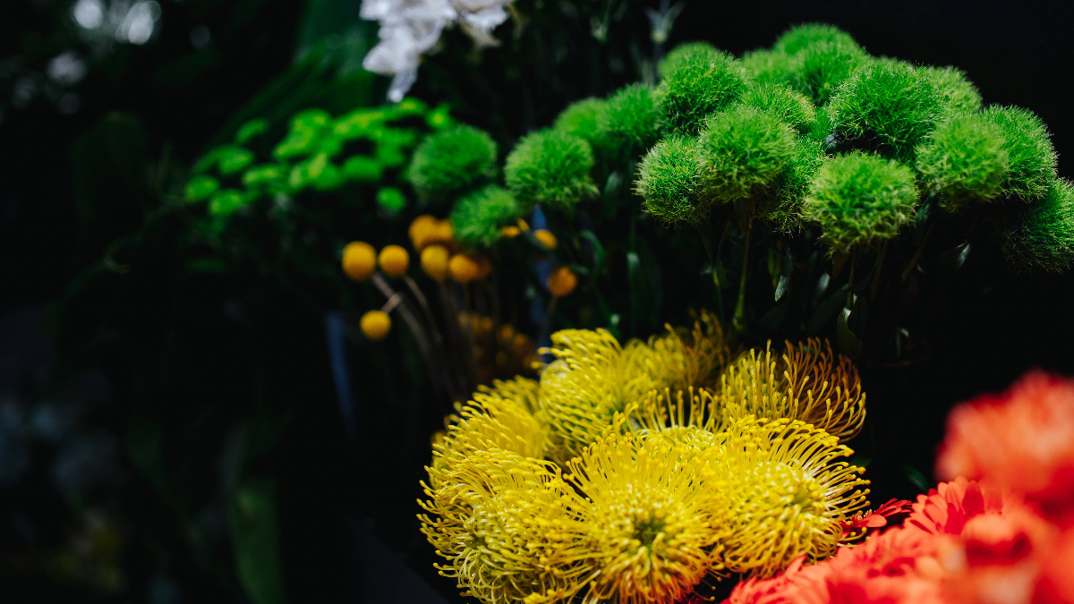 Coral (Foto: Piqsels)