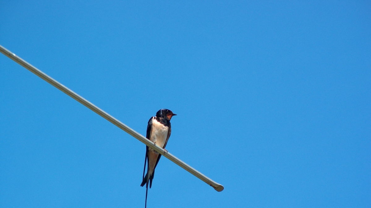 Naturgy Aves (Foto: Piqsels)