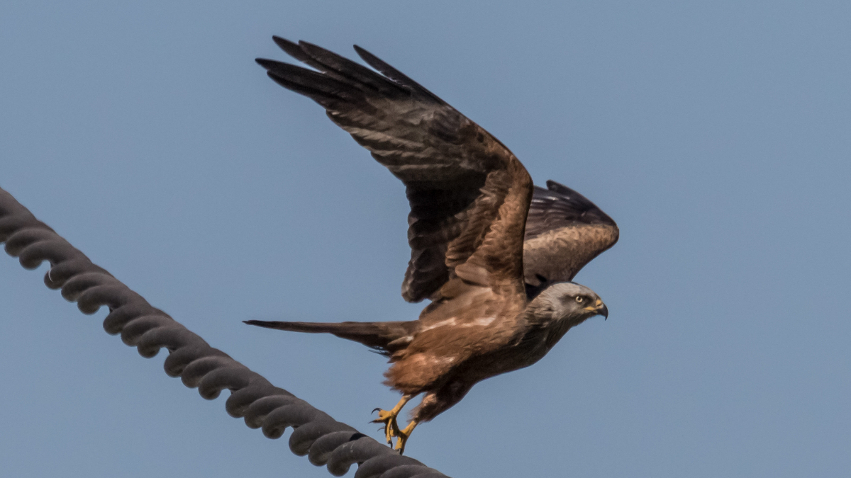 Naturgy Aves (Foto: Piqsels)