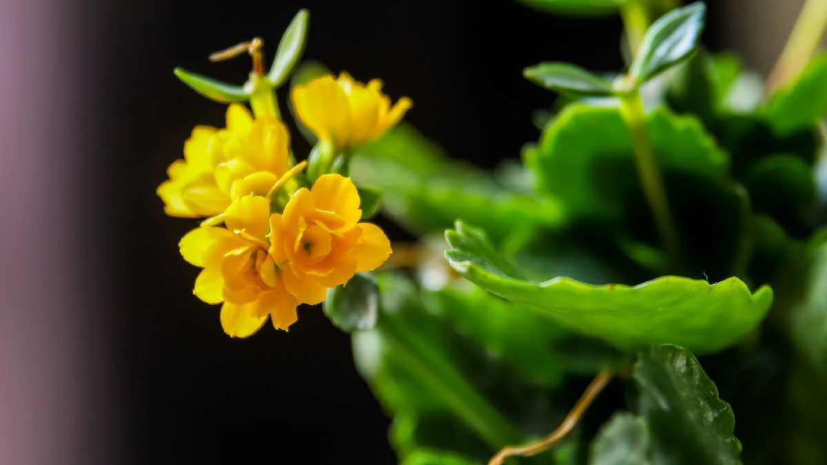 kalanchoe planta flor