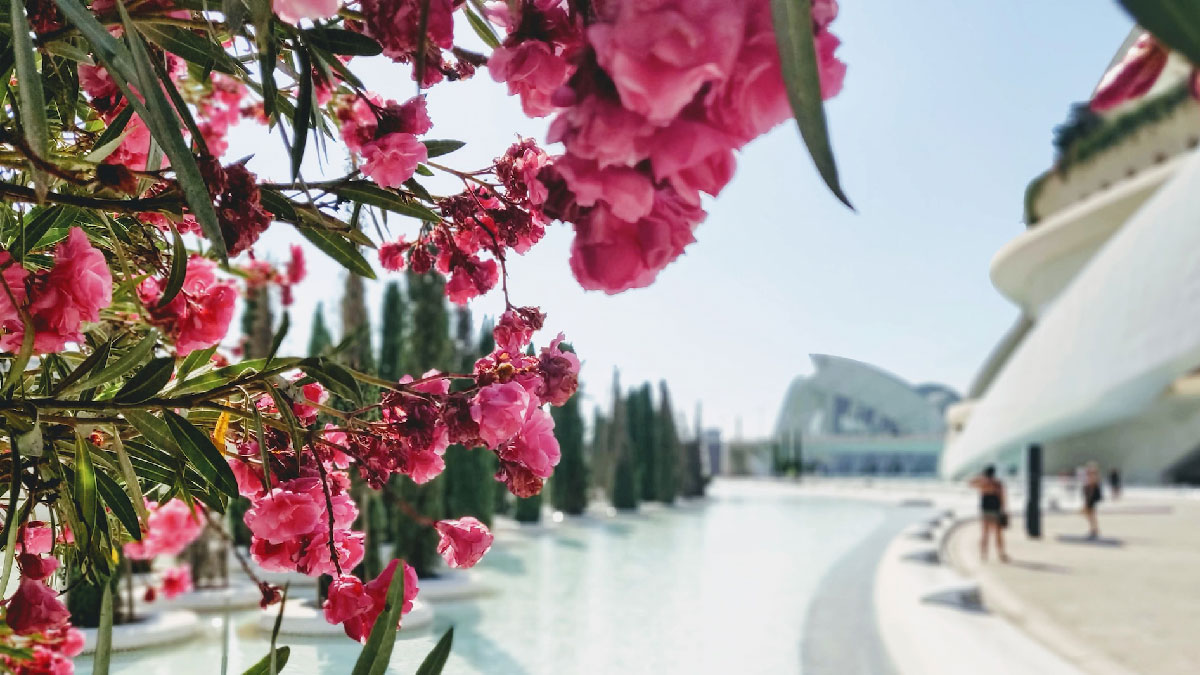 valencia turismo viajar flores