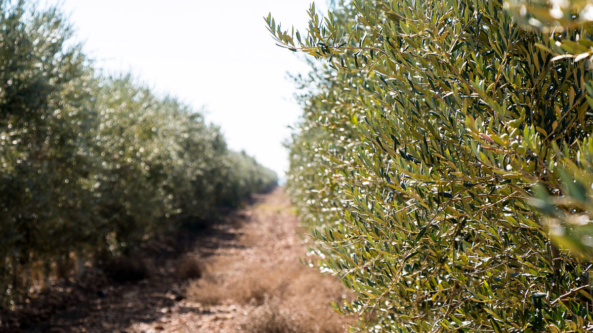 (Foto: Pago de Valdecuevas)