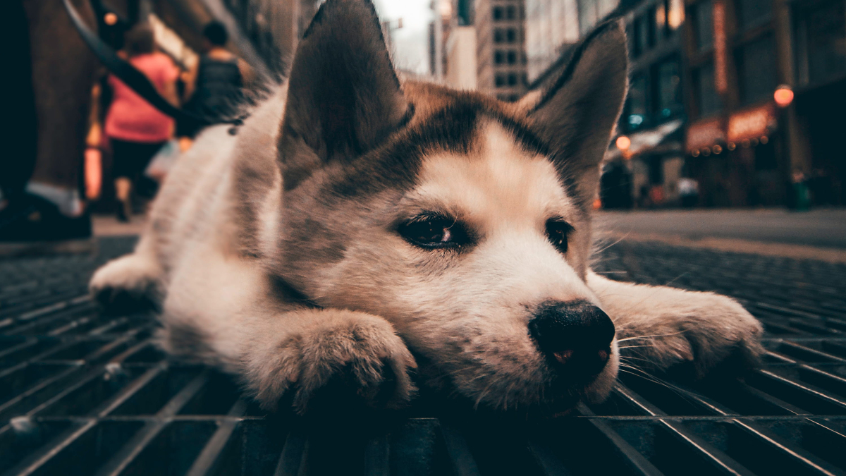 Perros (Foto: Piqsels)