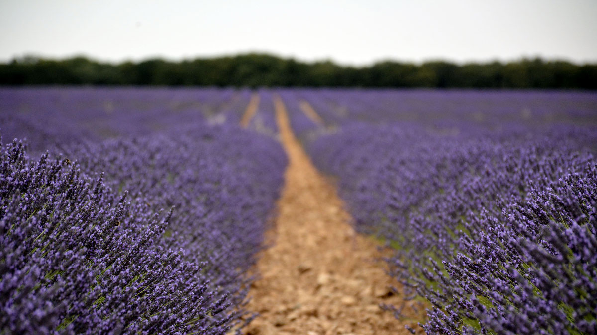 campos de lavanda