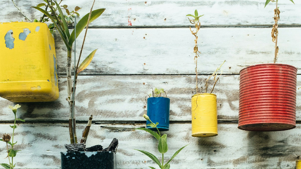 reciclar plantas