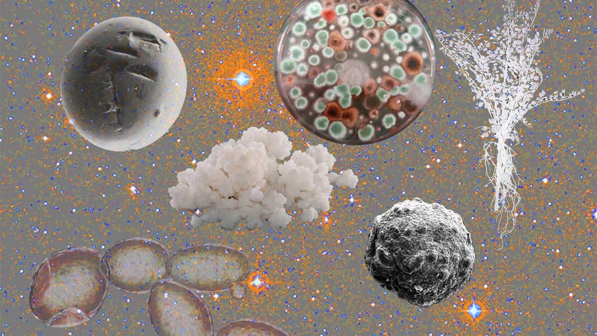 Cocina transespecies