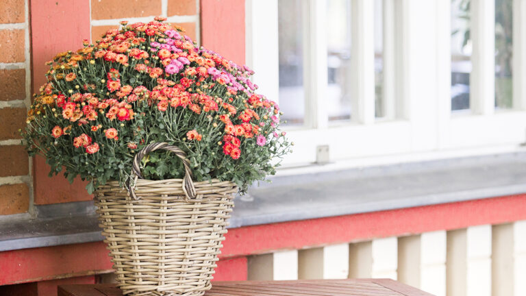 Plantas terraza