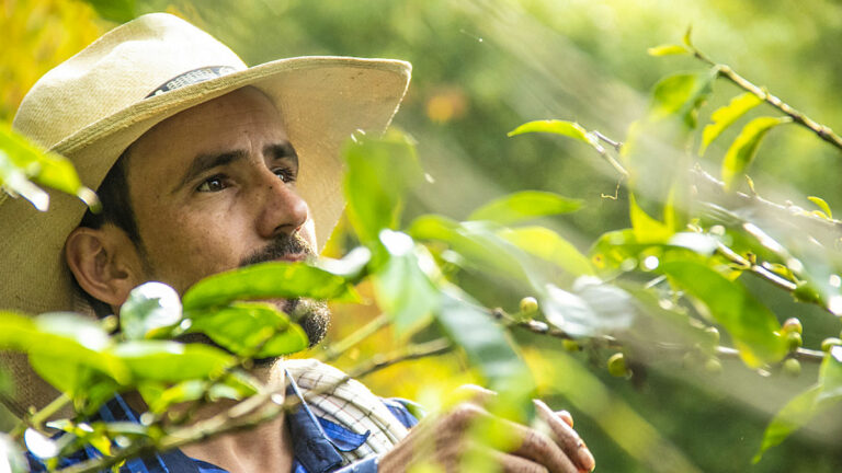 Subasta café CoffeFest (Foto: CoffeFest/Comité de Cafeteros del Cauca)