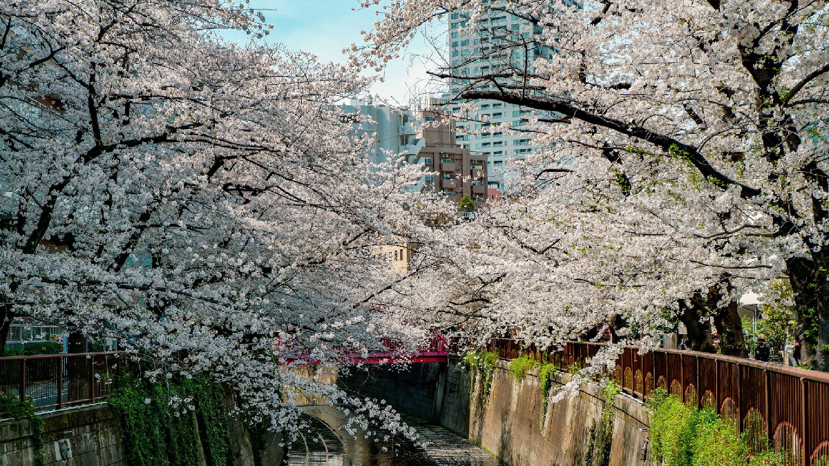 hanami cerezos naturaleza japon