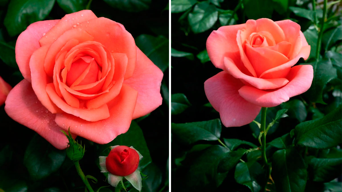 Rosa Kate Middleton 
