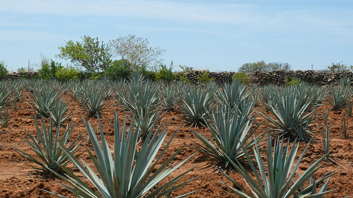 Agaves 