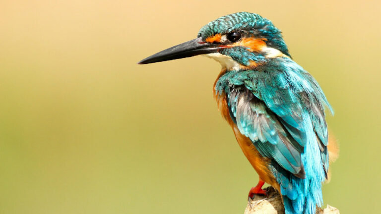 ave pajaro