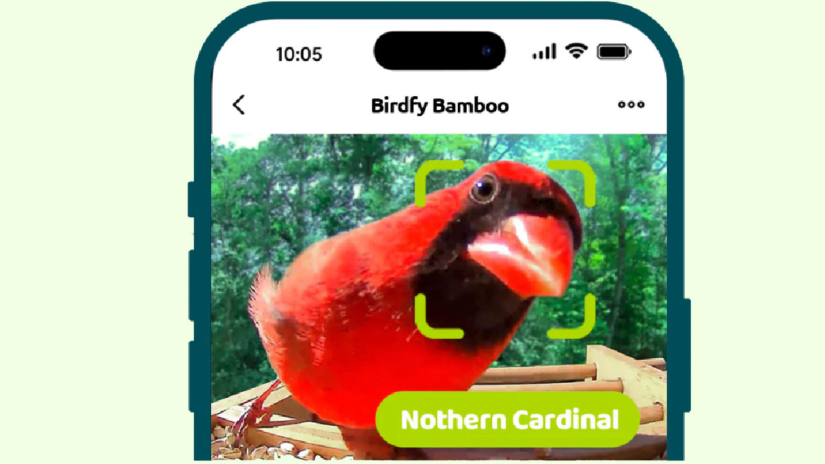 birdfy bamboo