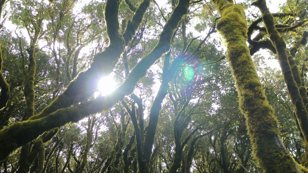 la gomera naturalez