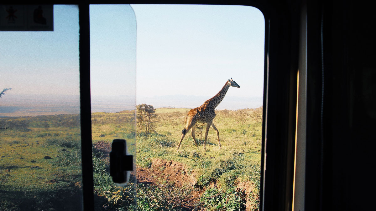 jirafa safari viajar