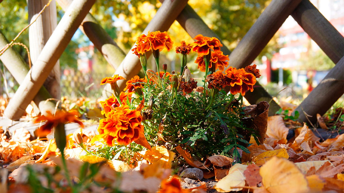 Flores otoño