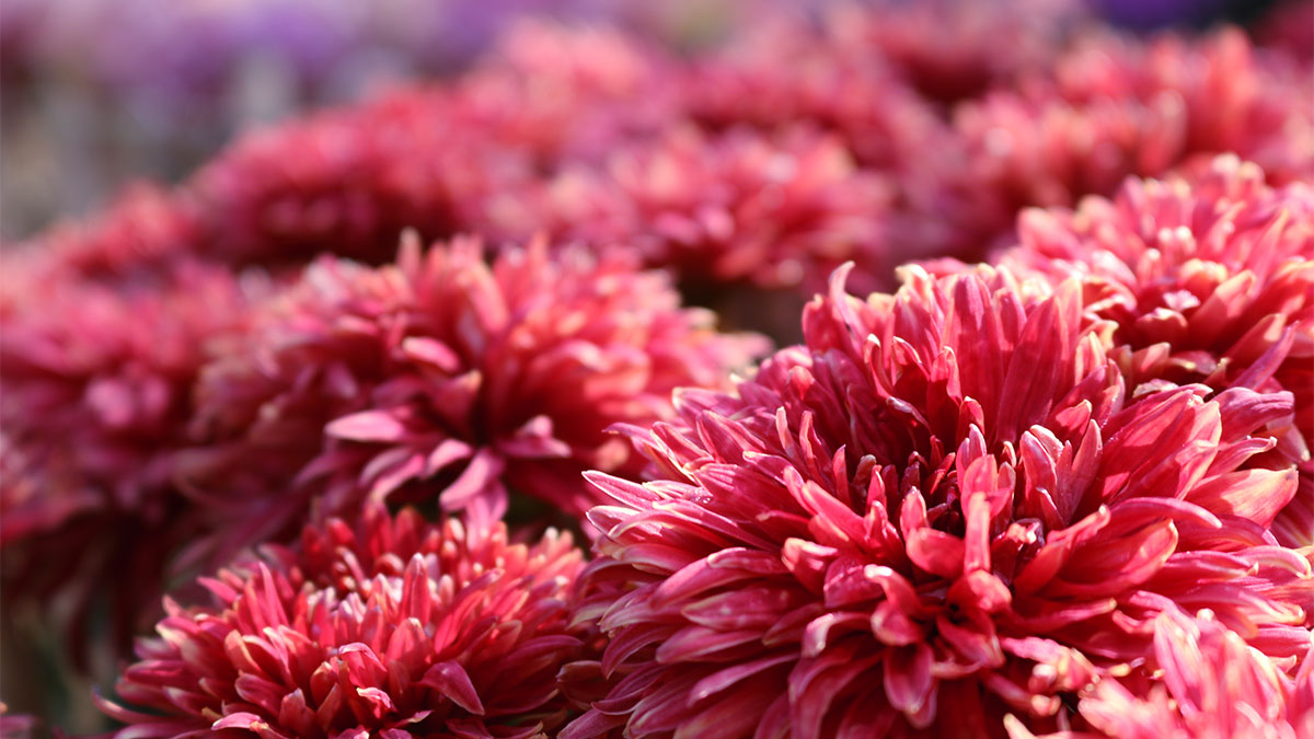 Flores otoño
