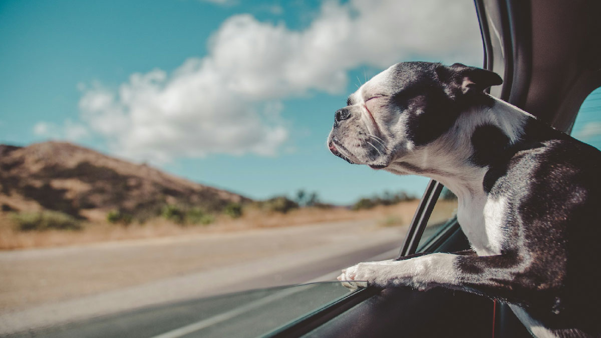 viajar perro mascotas