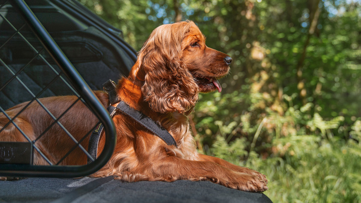 Bentley accesorios mascotas (Foto: Bentley)