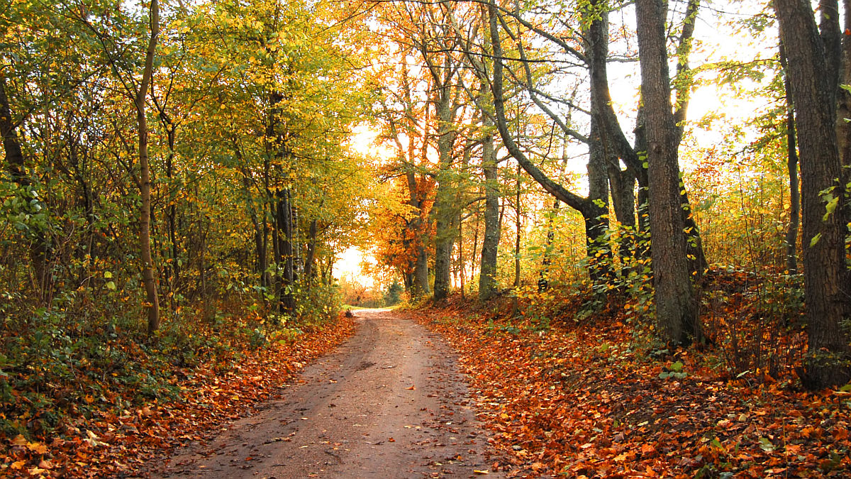 equinoccio de septiembre otoño (Foto: Freepik)