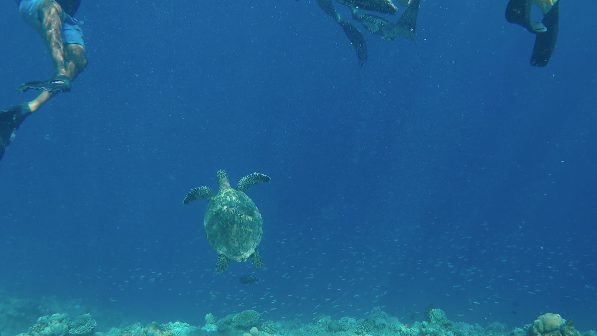 snorkel