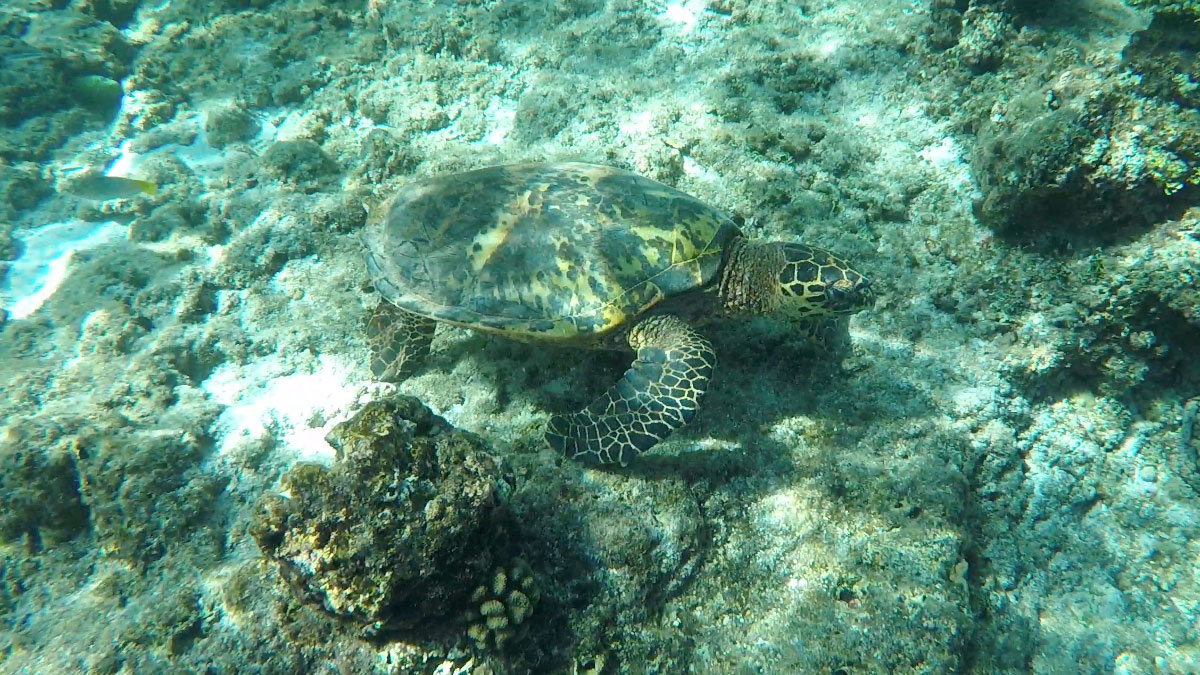 snorkel