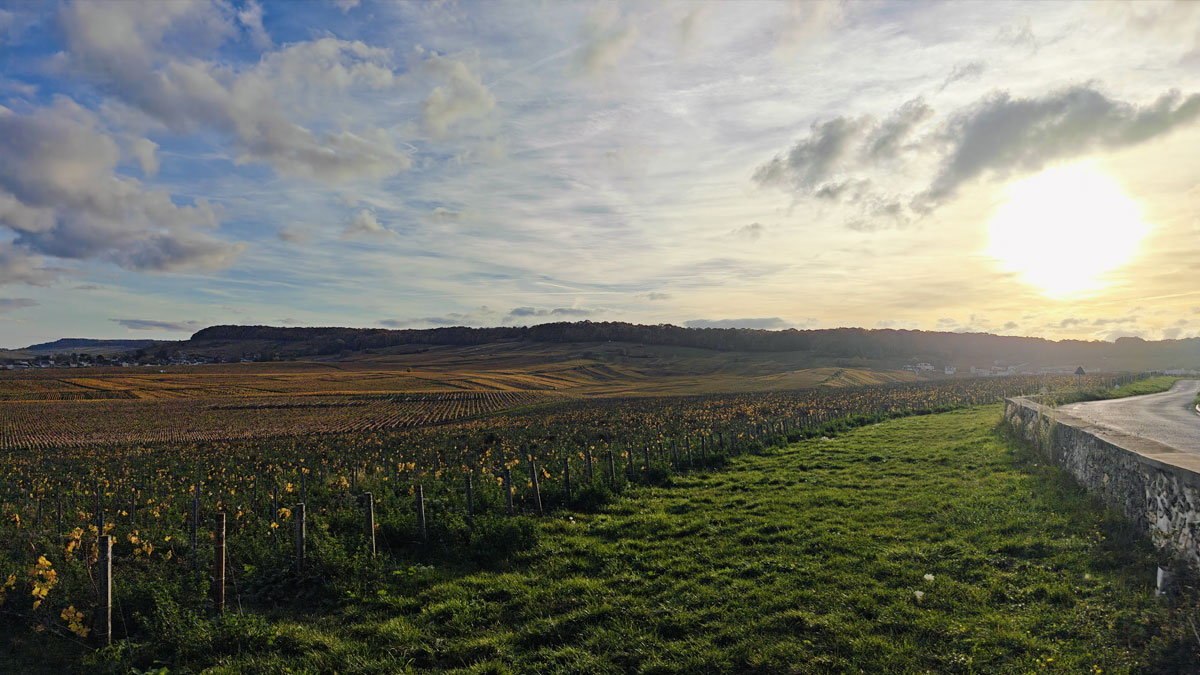 viñedos champagne