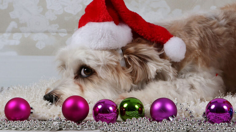 Perro Navidad (Foto: Freepik)
