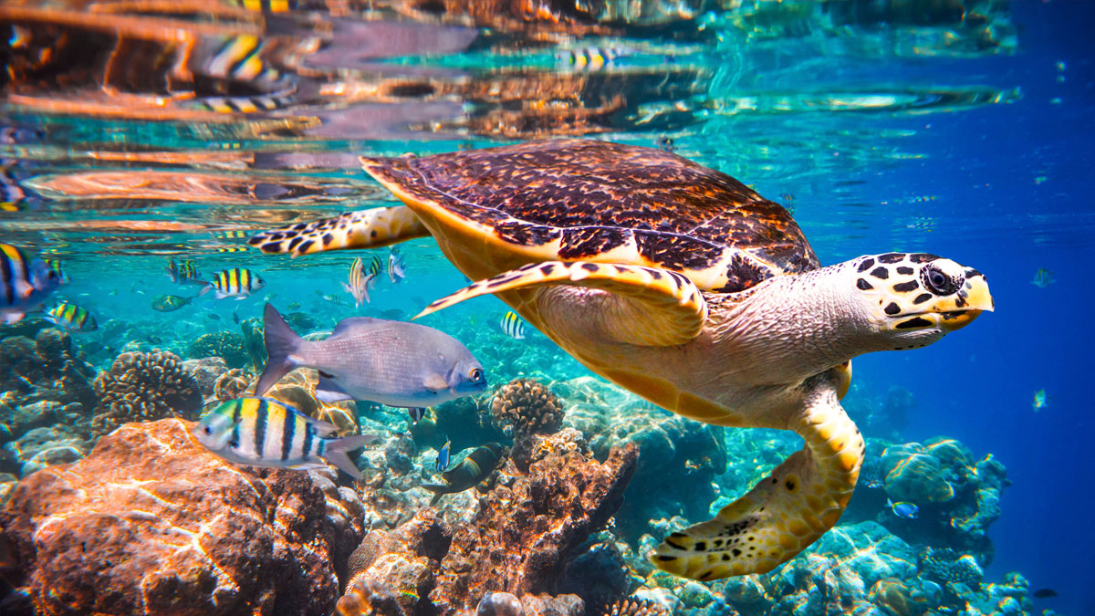 los cabos tortuga bucear animales